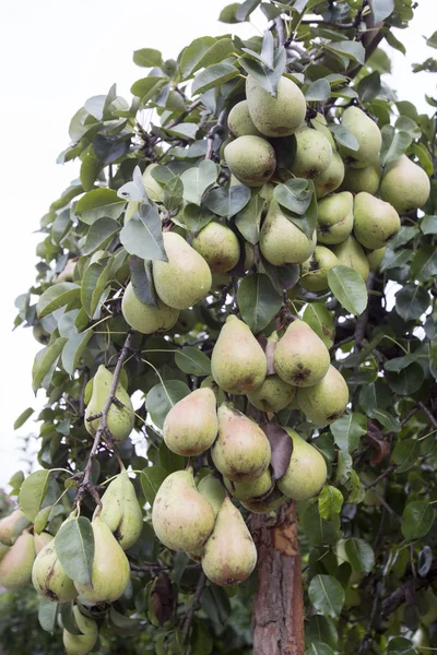 Many green pears on a tree — Stock Photo, Image