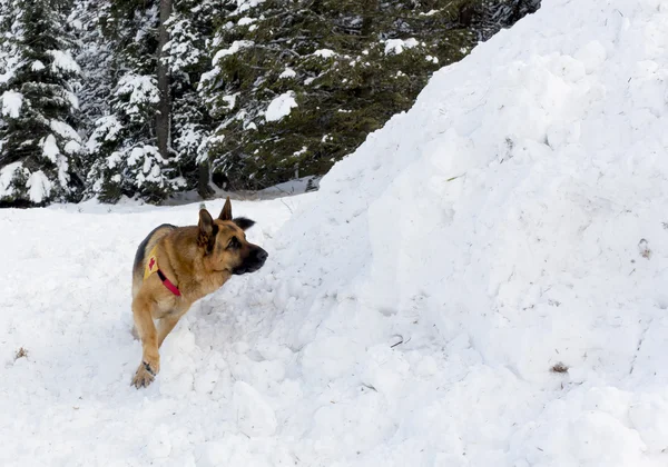 Câine de serviciu de salvare montană la Crucea Roșie Bulgară în timpul unui trai — Fotografie, imagine de stoc