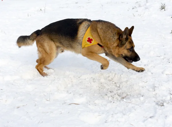 山のレスキュー サービス犬ブルガリア赤十字社に、trai の中に — ストック写真