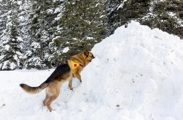 Σκυλί Mountain Rescue Service στο Βουλγαρικός Ερυθρός Σταυρός, κατά τη διάρκεια μια trai — Φωτογραφία Αρχείου