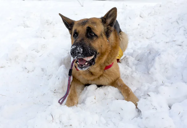 Cane di soccorso alpino — Foto Stock