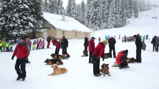 Dağ kurtarma hizmeti köpekler — Stok video