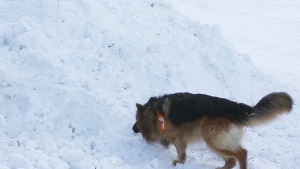 Dağ kurtarma hizmeti köpekler — Stok video