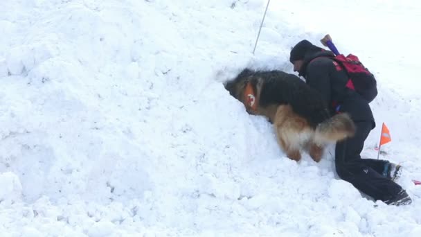 Dağ kurtarma hizmeti köpekler — Stok video