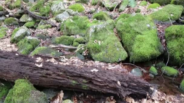 Chute rochers mousseux arbre pourrissant — Video