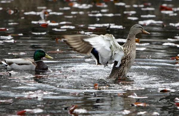 Two ducks in a fountain — Stock Photo, Image