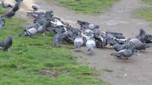 Duiven eten in het park — Stockvideo