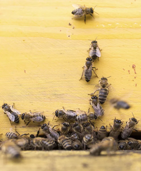 Včely medonosné, v žluté úlu — Stock fotografie