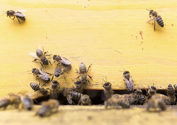 Abeilles à miel dans une ruche jaune — Photo