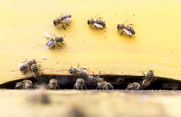 Abejas de miel en la colmena amarilla — Foto de Stock
