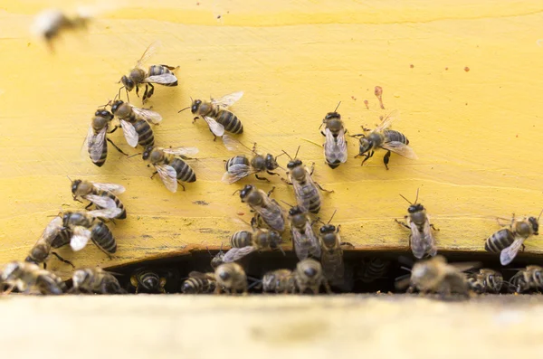 Colmena de abejas de miel — Foto de Stock