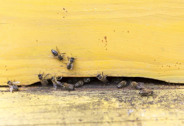 Abejas — Foto de Stock