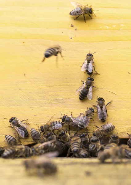 Honigbienen im gelben Bienenstock — Stockfoto