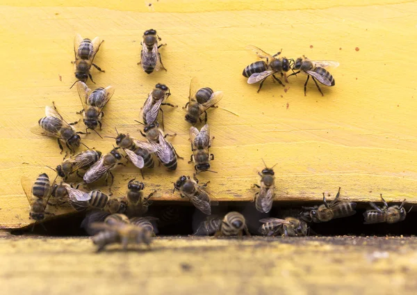 Abeilles mellifères ruche — Photo