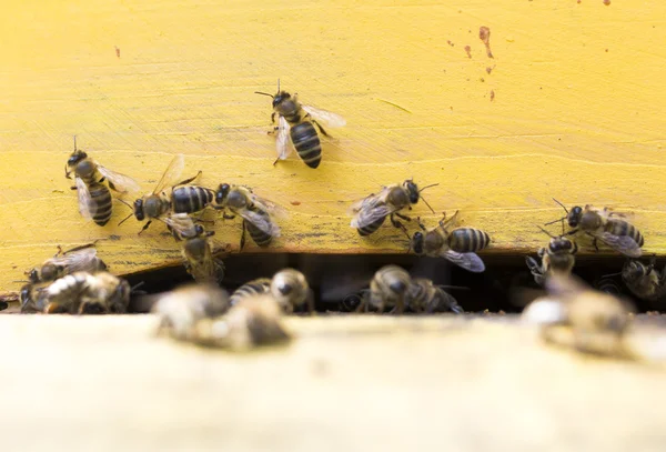 Colmena de abejas de miel — Foto de Stock