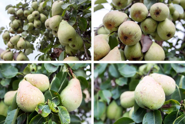 Photo collage of many green pears on a tree — Stock Photo, Image