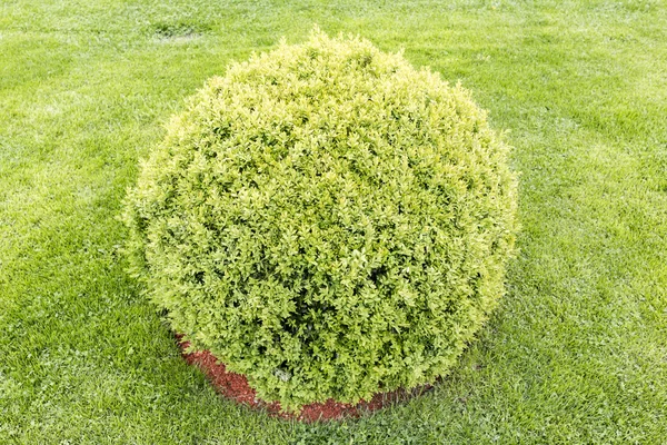 Cespuglio verde sferico — Foto Stock