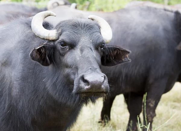 Búfalos en una granja lechera — Foto de Stock