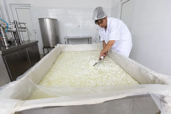 Cheese worker in a diary creamery — Stock Photo, Image