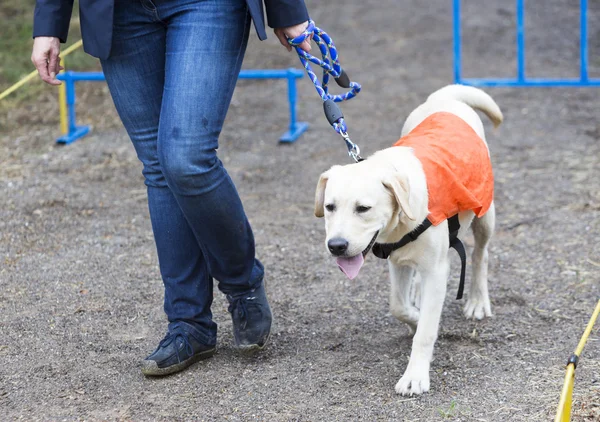 Blind person with her guide dog — Stock Photo, Image