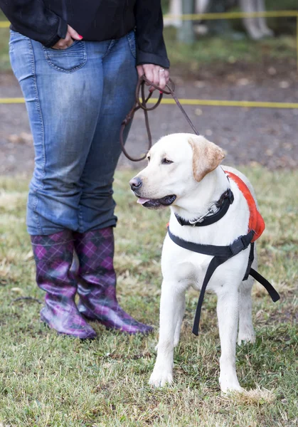 Entrenador con perro guía labrador retriever — Foto de Stock