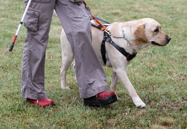Сліпа людина, що йде з собакою-поводирем Ліцензійні Стокові Фото