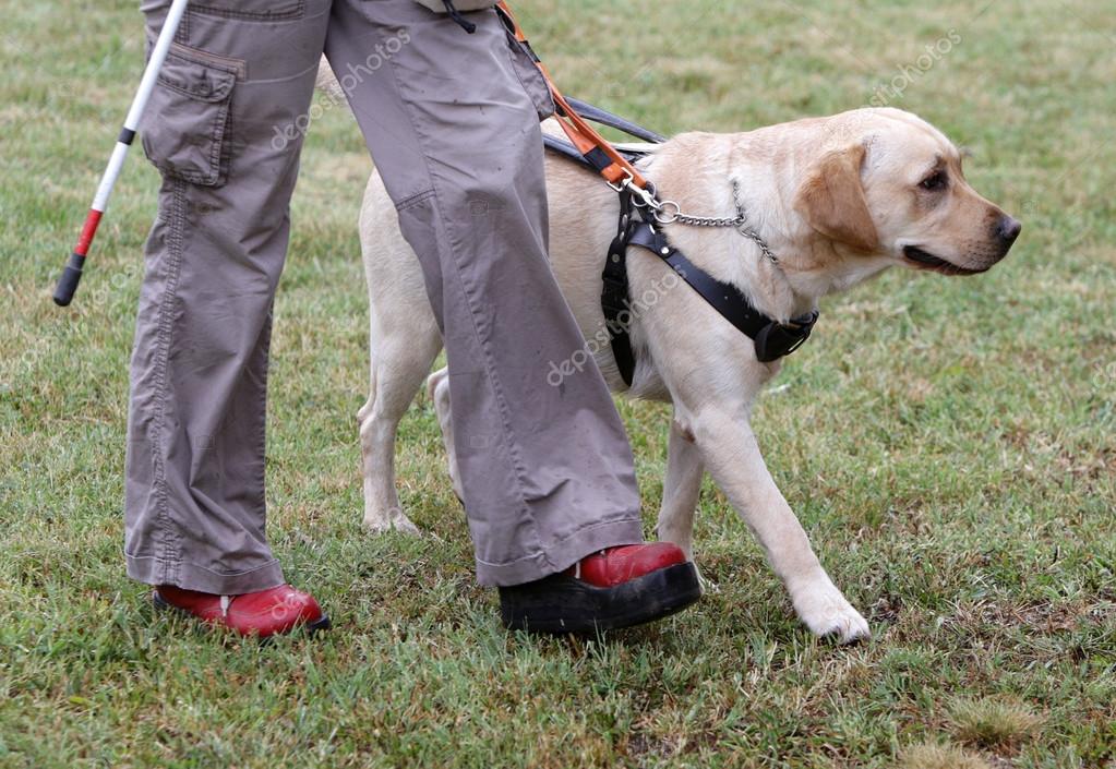 how much does a guide dog for the blind cost