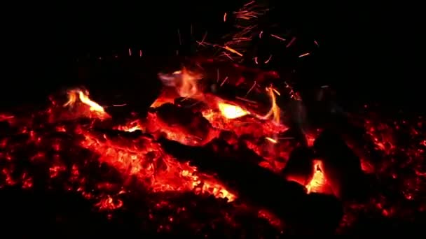Campfire in the woods — Stock Video