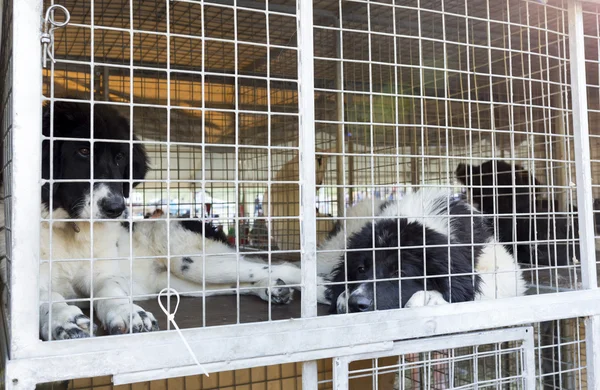 Cães desabrigados em gaiolas — Fotografia de Stock