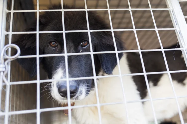 Ownerless dog in a cage — Stock Photo, Image