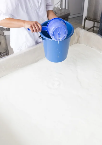 Cheese production creamery dairy worker — Stock Photo, Image