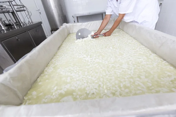 Cheese worker over tank in a diary creamery — Stock Photo, Image