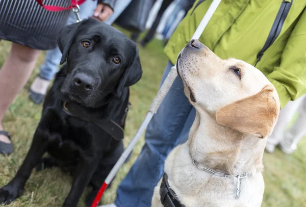 Geleidehonden — Stockfoto