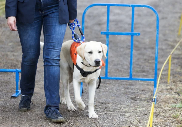 Blinde persoon met haar geleidehond — Stockfoto