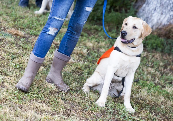 Trainer and labrador retriever guide dog — ストック写真