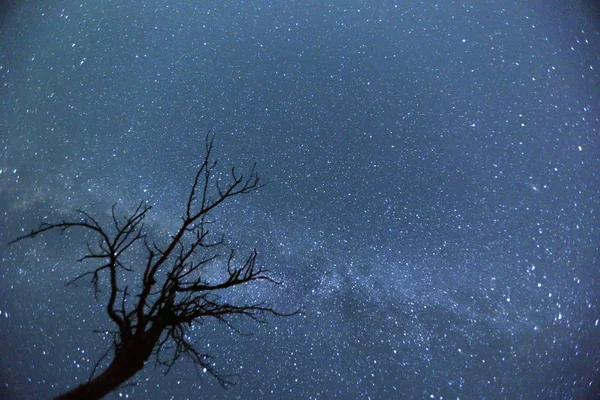 Night sky Tree silhouette — Stock Photo, Image