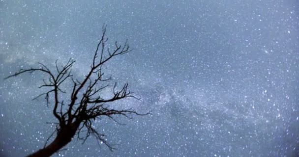 Cielo nocturno Silueta árbol timelapse — Vídeos de Stock