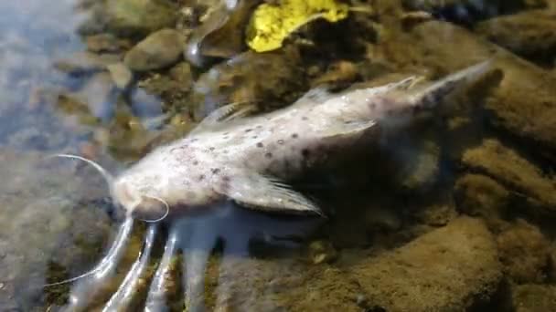 Dead fish river — Stockvideo