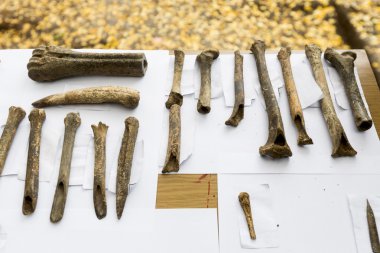 Archaeological excavations Human bones clipart