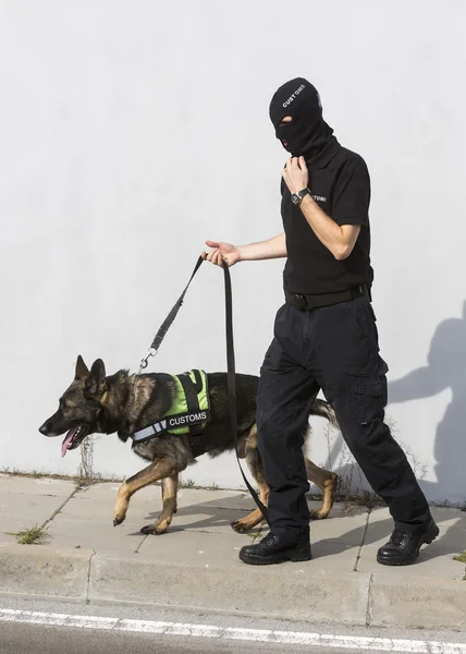 Tullen narkotika detektering hund — Stockfoto