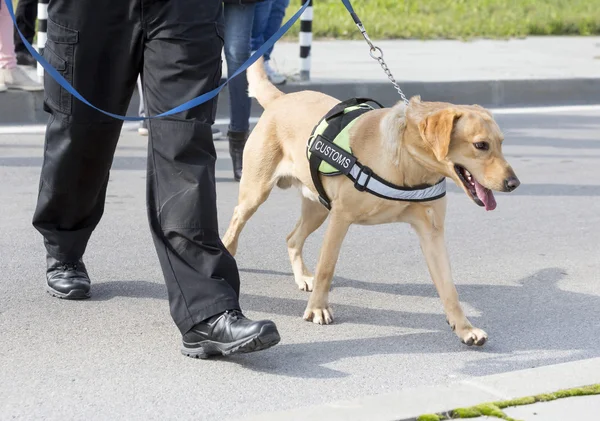 Customs drugs detection dog — Stock Photo, Image