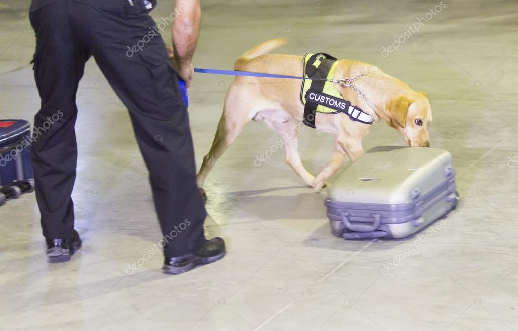 Customs drugs detection dog — Stock Photo © Belish 89621824