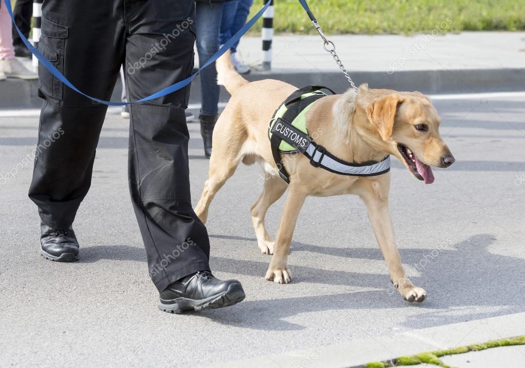 Customs drugs detection dog — Stock Photo © Belish 89622522
