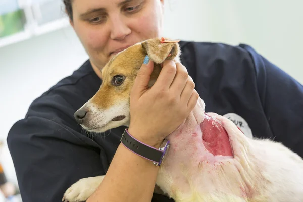 Preparación para cirugía de perro — Foto de Stock