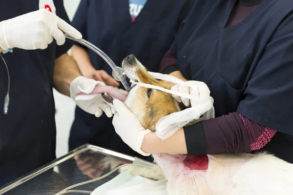 Ветеринарная рука собаки — стоковое фото
