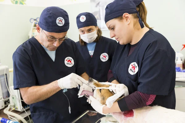 Médicos de cirugía perro —  Fotos de Stock