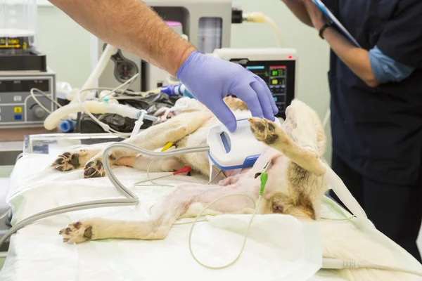Perro cirugía mano veterinaria — Foto de Stock