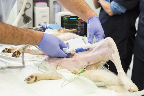 Perro cirugía veterinaria manos — Foto de Stock