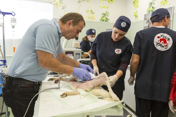 Médicos de cirugía perro — Foto de Stock