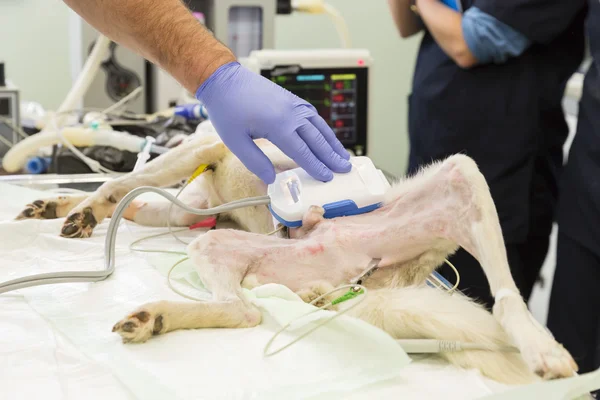 Perro cirugía mano veterinaria — Foto de Stock